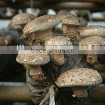 Dired Mushroom