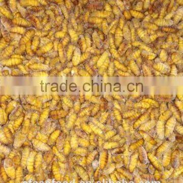 Pollock Fish is a Fish Frozen Silkworm Chrysalis photo-2