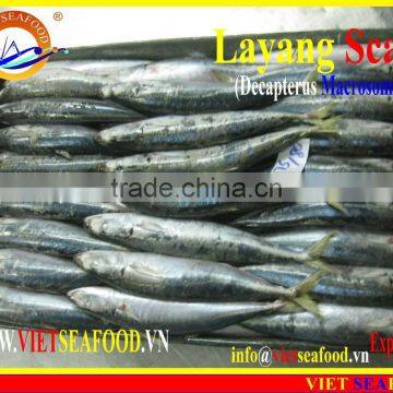 FROZEN LAYANG SCAD (MUROAJI) WHOLE ROUND photo-5