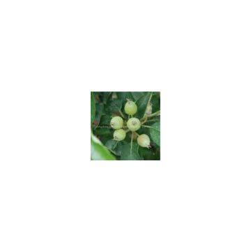 Changzhou Shenma Botanical Extract Co., Ltd.