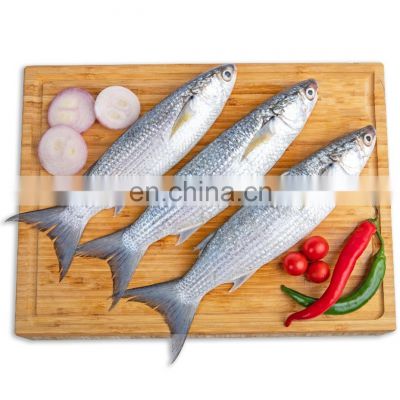 frozen gutted grey mullet frozen grey mullet fish frozen grey mullet price