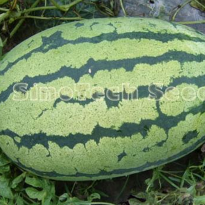 Watermelon seed Anarkali hybrid F1 Crimson sweet big fruit
