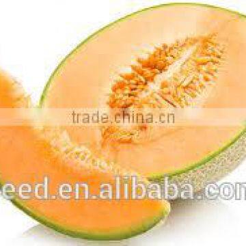 Cantaloupe No.1 Chinese Round Shape Melon Seeds for Sale photo-2