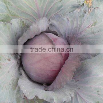 Chinese fresh cabbage