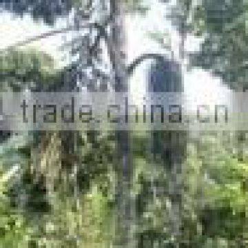 Suvimie Pure Natural Kithul Treacle 340 ml photo-3