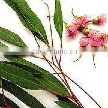 Eucalyptus Oil IP/BP/USP/Food grade