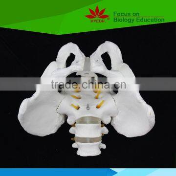 high quality male pelvis with the 3rd 4th lumber vertebrae