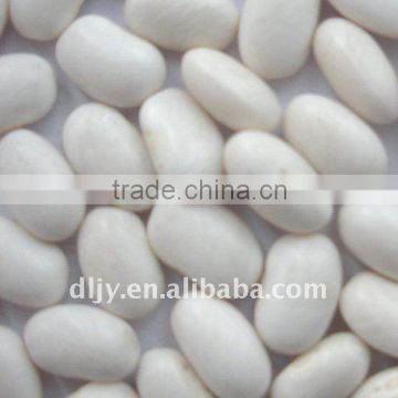 Japanese Type white Kidney Bean New Crop 2016