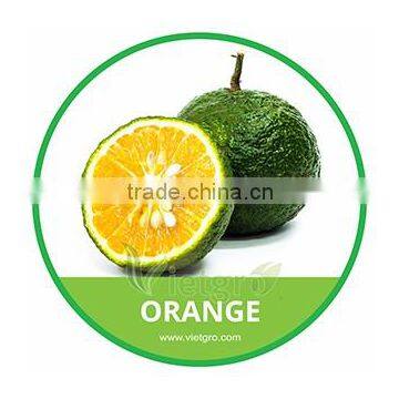 HIGH QUALITY FRESH ORANGE / GREEN ORANGE / CAM SANH