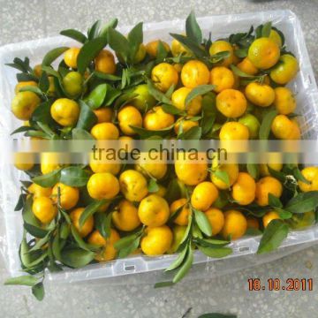 2013 new crop of Fresh Baby Orange- Thailand Market