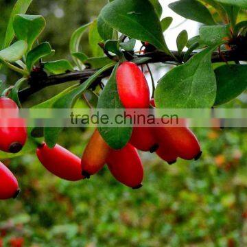 Indian Barberry powder