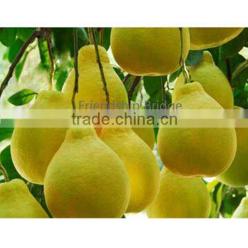 China Citrus Maxima Pomelo Fruit Farm Loading Low Price