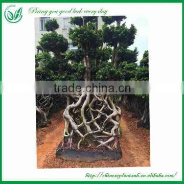 Ficus Microcarpa