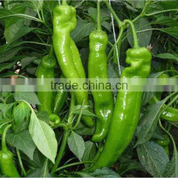 capsicum annum chili pepper