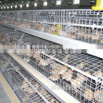 A type Pullet cage for poultry farm