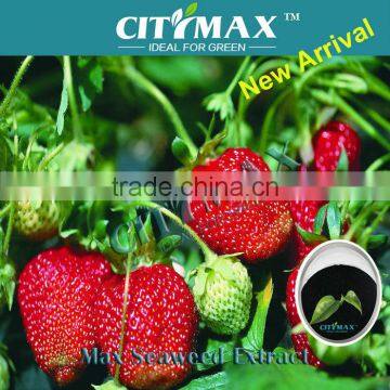 MAX Seaweed Extract powder Fertilizer for Agriculture