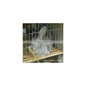 Galvanized iron wire Welded Rabbit cage