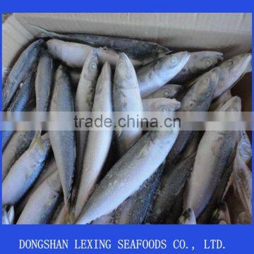 frozen whole round pacific mackerel