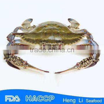 Frozen Blue Swimming Crab Factory Price photo-3
