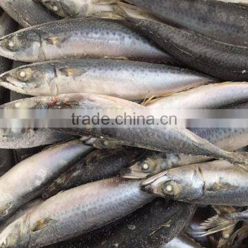Frozen Pacific Mackerel/frozen Japanese Mackerel photo-4