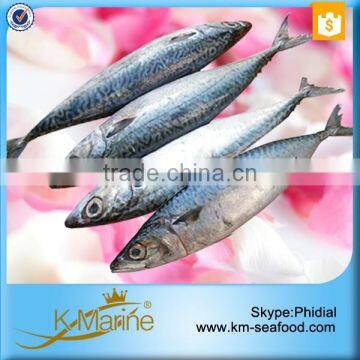 Fresh Frozen Mackerel Fish