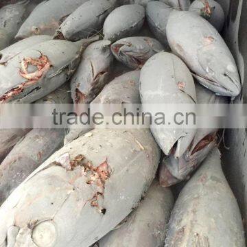 Frozen Long-line Albacore Tuna Whole Round photo-2