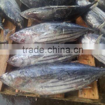 Frozen Skipjack Tuna Fish Whole Round photo-5