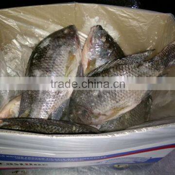 Frozen Tilapia Fish to Africa