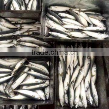 Scombor Japonicus Frozen Pacific Mackerel multiple size Light catch land frozen, unit size: 4-5pcs/kg, 8-10pcs/kg