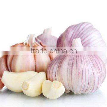 2016 NEW CROP GARLIC