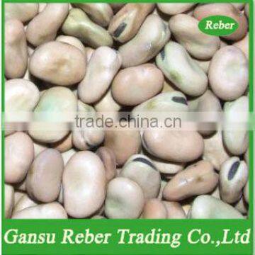 Broad/Fava Beans Qinghai or Gansu Origin