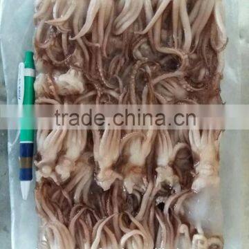 Frozen Squid Tentacle photo-2
