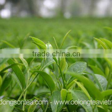 Viet Nam High Mountain Jin Xuan Oolong Tea photo-2