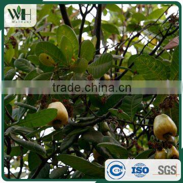 Black Spots Free Southeast Asia WW320 Cashew Nut photo-5