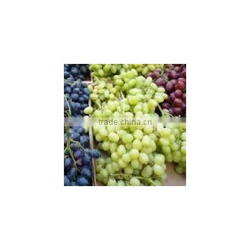 Grade A Fresh Red grapes, White grapes, Black grapes, Seedless grapes