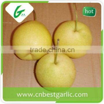 40-44 size of fresh shandong pear