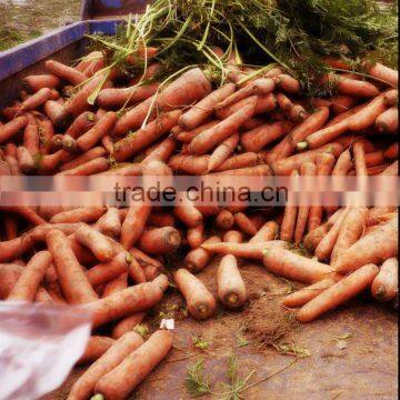 Fresh Carrot Size M