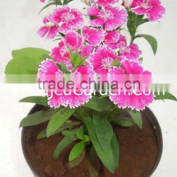 Seasonals - Dianthus(Hotpink)(Pack Of 6)