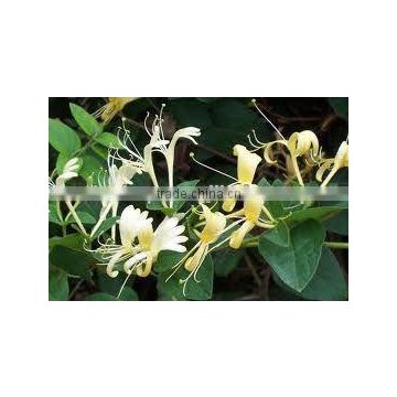 2014 Sells Top Quality & 100% Natural dried honeysuckle flower-natural honeysuckle extraction