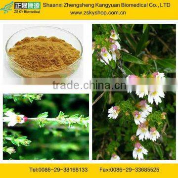 GMP manufacturer supply 100% natural Eye Health Eyebright Extract with Flavonoids