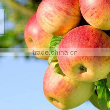 Fresh Apple