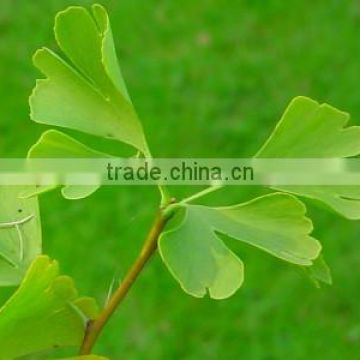 Pure Nature Ginkgo Biloba Extract Powder