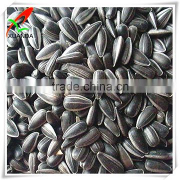 Oil sun flower seed