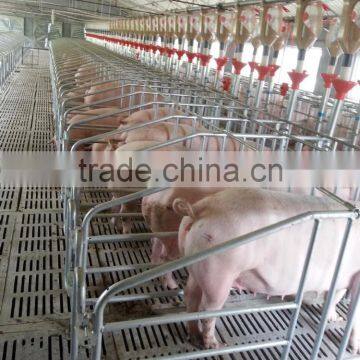 Piggery Gestation Crate|automatic pig farming equipment