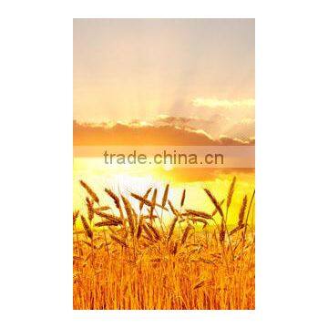 Potassium Humate Organic Fertilizer for Industry Petroleum Driling photo-5