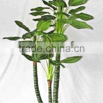 Factory Supply Evergreen Plants photo-3
