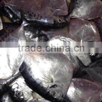 Frozen Moonfish100-150 /pc Whole Round Mene Maculata Seafood photo-2