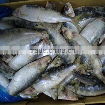 Cheap Sardine Sea Fish photo-2