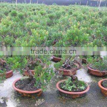 Syzygium buxifolium bosnai S shape