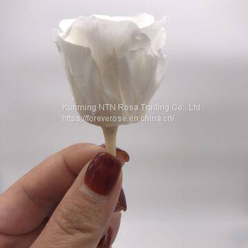 Wholesale3-4cm elegant real touch preserved rose flower